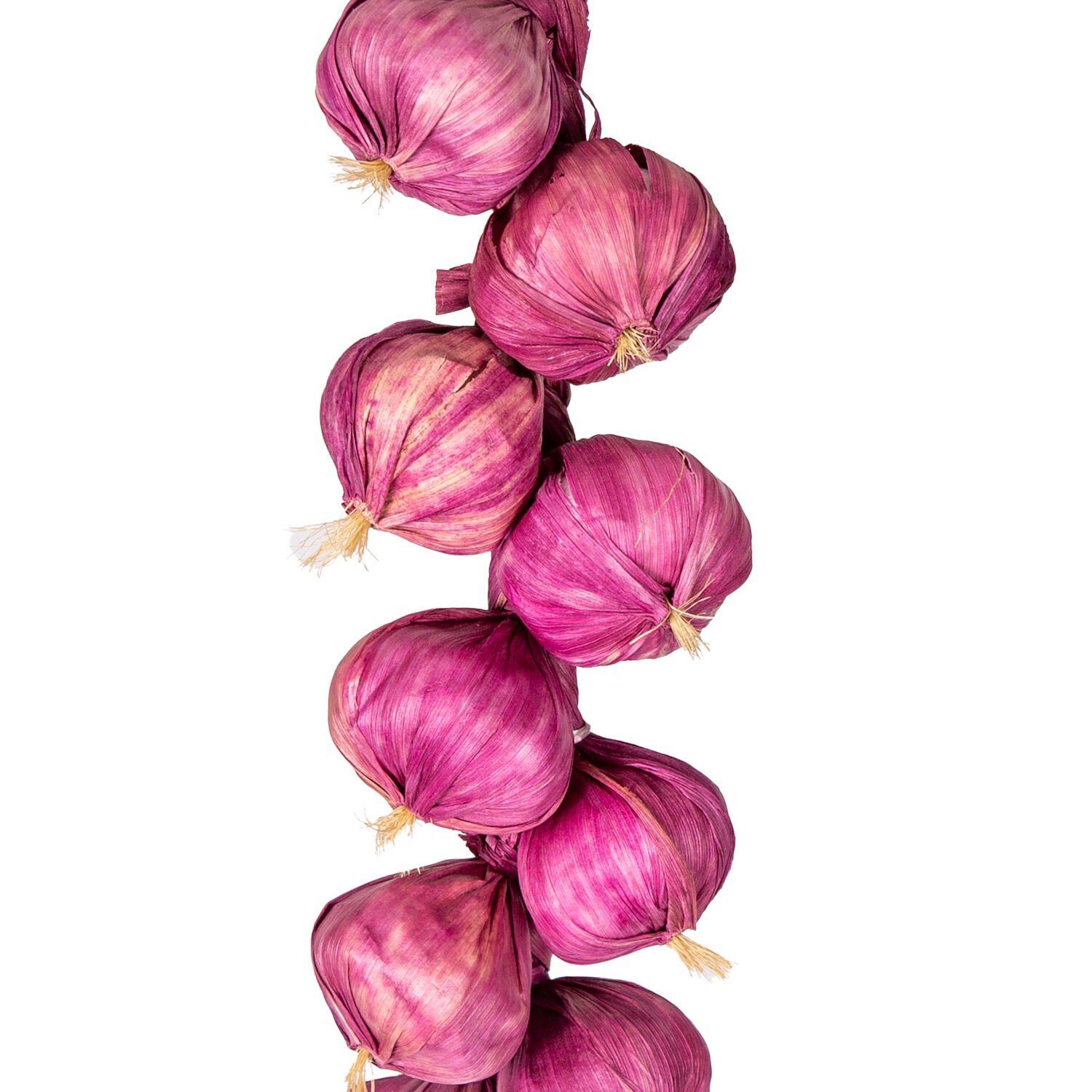 Yapay Soğan Bağ, Mor