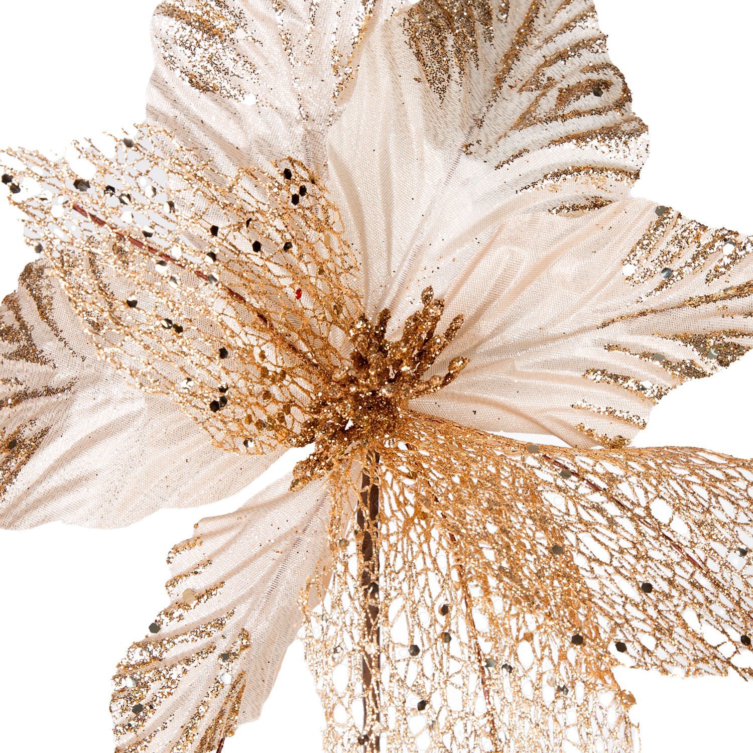 Yılbaşı Çiçeği, Şampanya - 30 cm