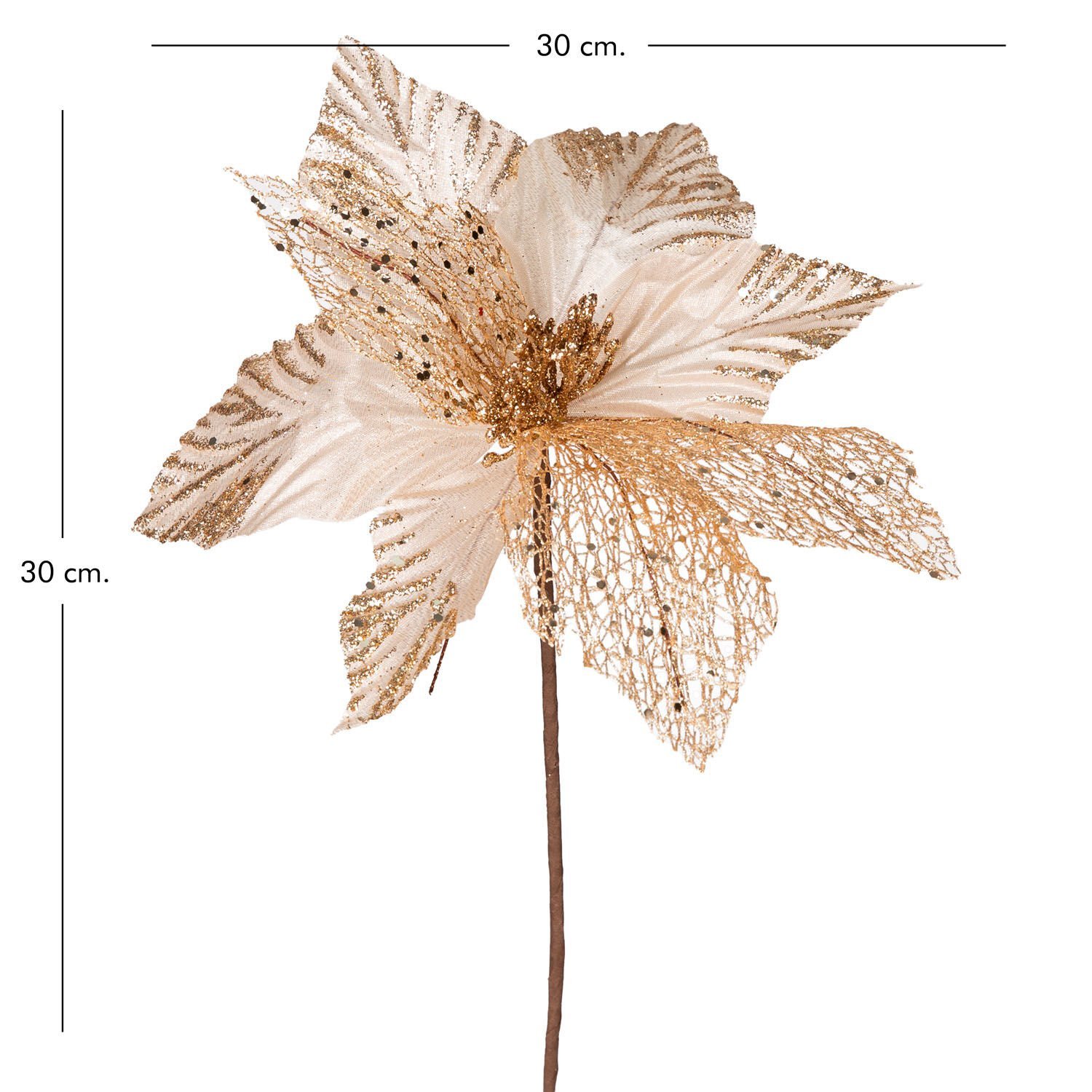 Yılbaşı Çiçeği, Şampanya - 30 cm