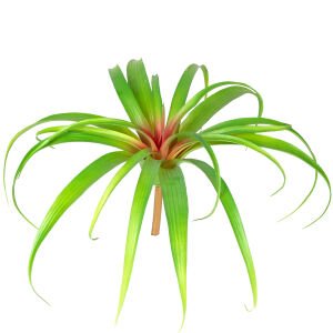 Yapay Bitki, Kızıl-Yeşil - 24 cm