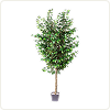 Yapay Ficus Ağaçları
