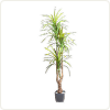 Yapay Dracena Ağaçları