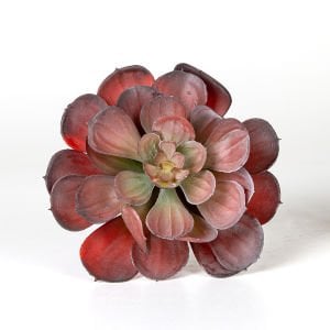 Yapay Kaktüs Sukulent Bordo 15 Cm.