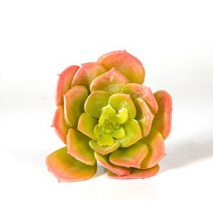 Yapay Kaktüs Sukulent Pembe/Yeşil 11 Cm.
