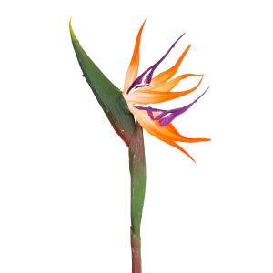 Yapay Starliçe Tek Dal 63 Cm.