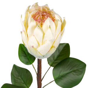 Yapay Protea Bitkisi Krem 67 Cm.