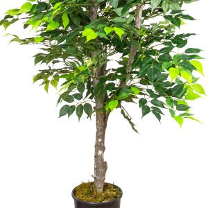 Yapay Ficus Ağacı Çift Gövde Açık Yeşil 130 Cm.