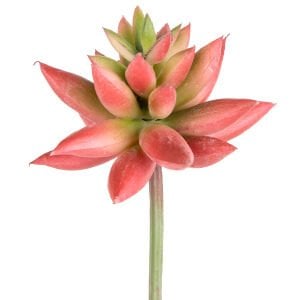 Yapay Kaktüs Sukulent Kırmızı/Yeşil 11 Cm.