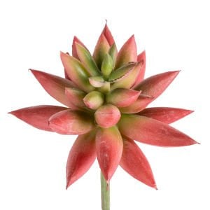 Yapay Kaktüs Sukulent Kırmızı/Yeşil 11 Cm.