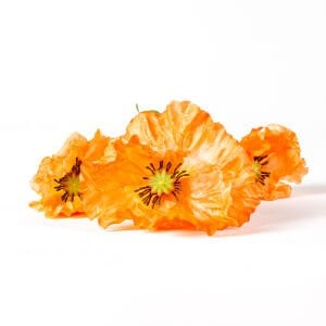Yapay Gelincik Somon 70 Cm.
