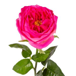 Yapay Çiçek Islak Dokulu Gül Fuşya 48 Cm.