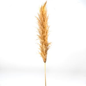 Kuru Bitki Pampas, Naturel - ±120 cm