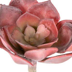 Yapay Kaktüs Sukulent Bordo 12 Cm