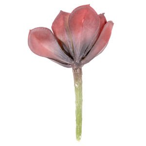 Yapay Kaktüs Sukulent Bordo 12 Cm