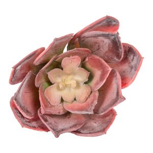 Yapay Kaktüs Sukulent Bordo 12 Cm