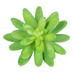 Yapay Kaktüs Sukulent Yeşil 11 Cm