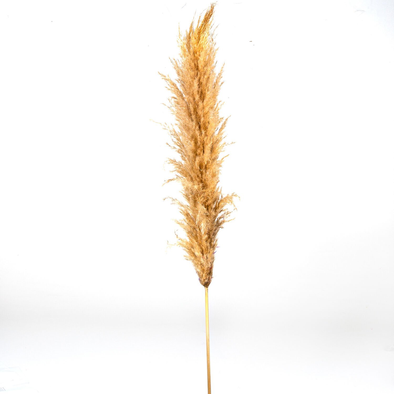 Kuru Bitki Pampas Naturel