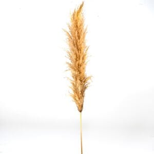 Kuru Bitki Pampas Naturel