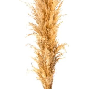 Kuru Bitki Pampas Naturel