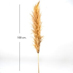 Kuru Bitki Pampas Naturel
