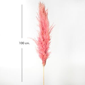 Kuru Bitki Pampas Somon