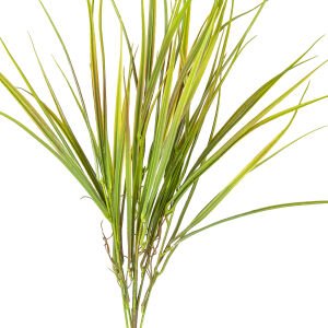 Yapay Saz Demet Kızıl/Yeşil 65 cm.
