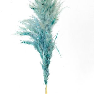 Kuru Bitki Pampas Turkuaz