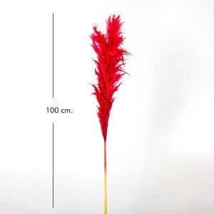 Kuru Bitki Pampas Nar Çiçeği