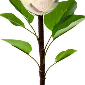 Yapay Kral Protea Dalı Krem 67 Cm.