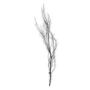 Kuru Bitki Siyah Gürgen Dalı - Tanzim Dalı 190 - 200 Cm.