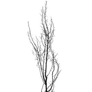 Kuru Bitki Siyah Gürgen Dalı - Tanzim Dalı 190 - 200 Cm.