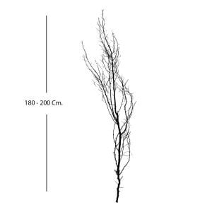 Kuru Bitki Siyah Gürgen Dalı - Tanzim Dalı 190 - 200 Cm.