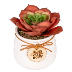 Seramik Beyaz Saksıda Sukulent Aranjmanı Bordo 10x11 Cm.