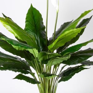 Yapay Bitki, Spathiphyllum-Yelken Çiçeği, Gerçek Dokulu, Yeşil-Beyaz - 70 cm