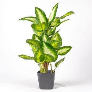 Saksıda Yapay Bitki Rohdea Japonica Gerçek Dokulu 32 Yaprak Yeşil-Beyaz 70 Cm.