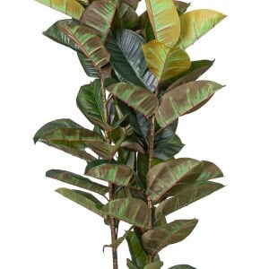 Yapay Ağaç, Kauçuk Ağacı, Gerçek Dokulu, Yeşil - 66 Yaprak, 180 cm