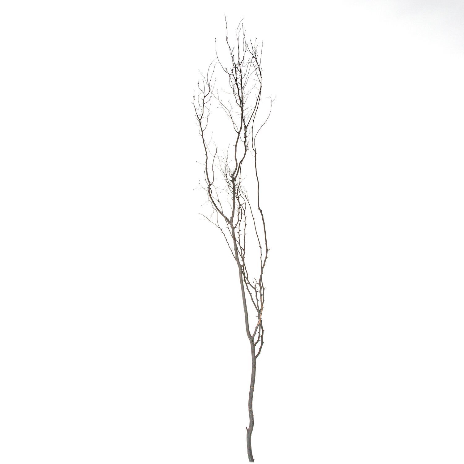 Kuru Bitki Beyaz Gürgen Dalı - Tanzim Dalı 190 - 200 Cm.