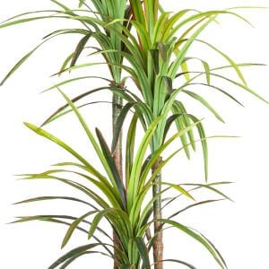 Yapay Dracena Ağacı, Gerçek Dokulu, Yeşil - 3 Dallı, 200 cm