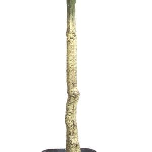 Yapay Mango Ağacı Yeşil 110 Cm.