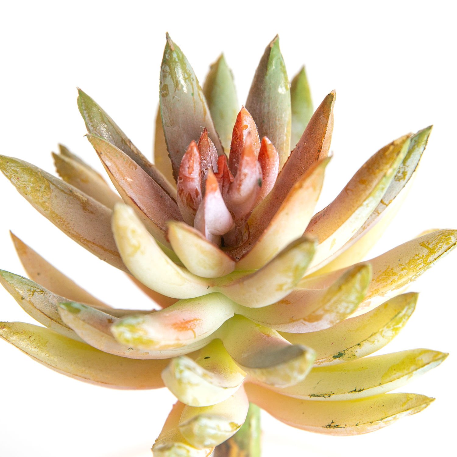 Yapay Kaktüs, Sukulent, Somon - 8 x 14 cm