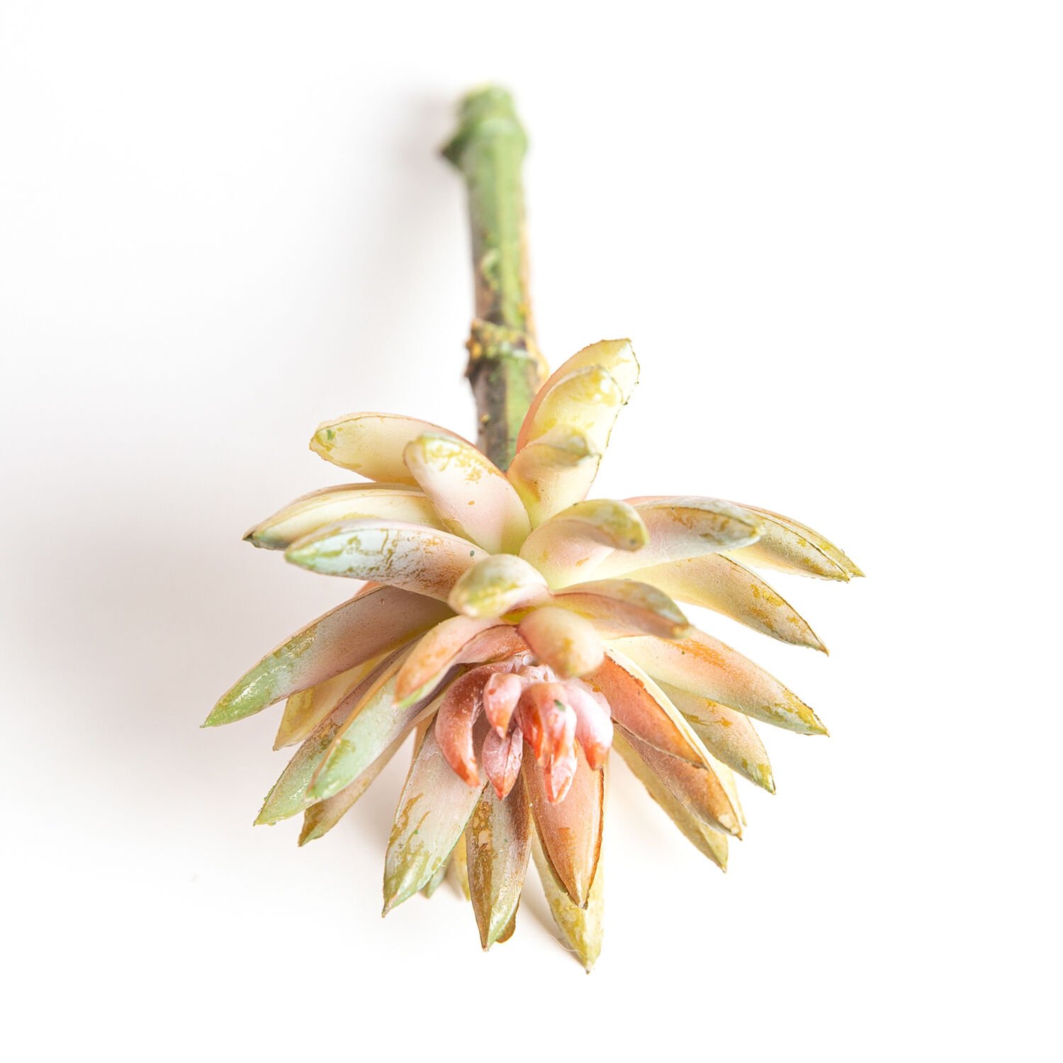 Yapay Kaktüs, Sukulent, Somon - 8 x 14 cm