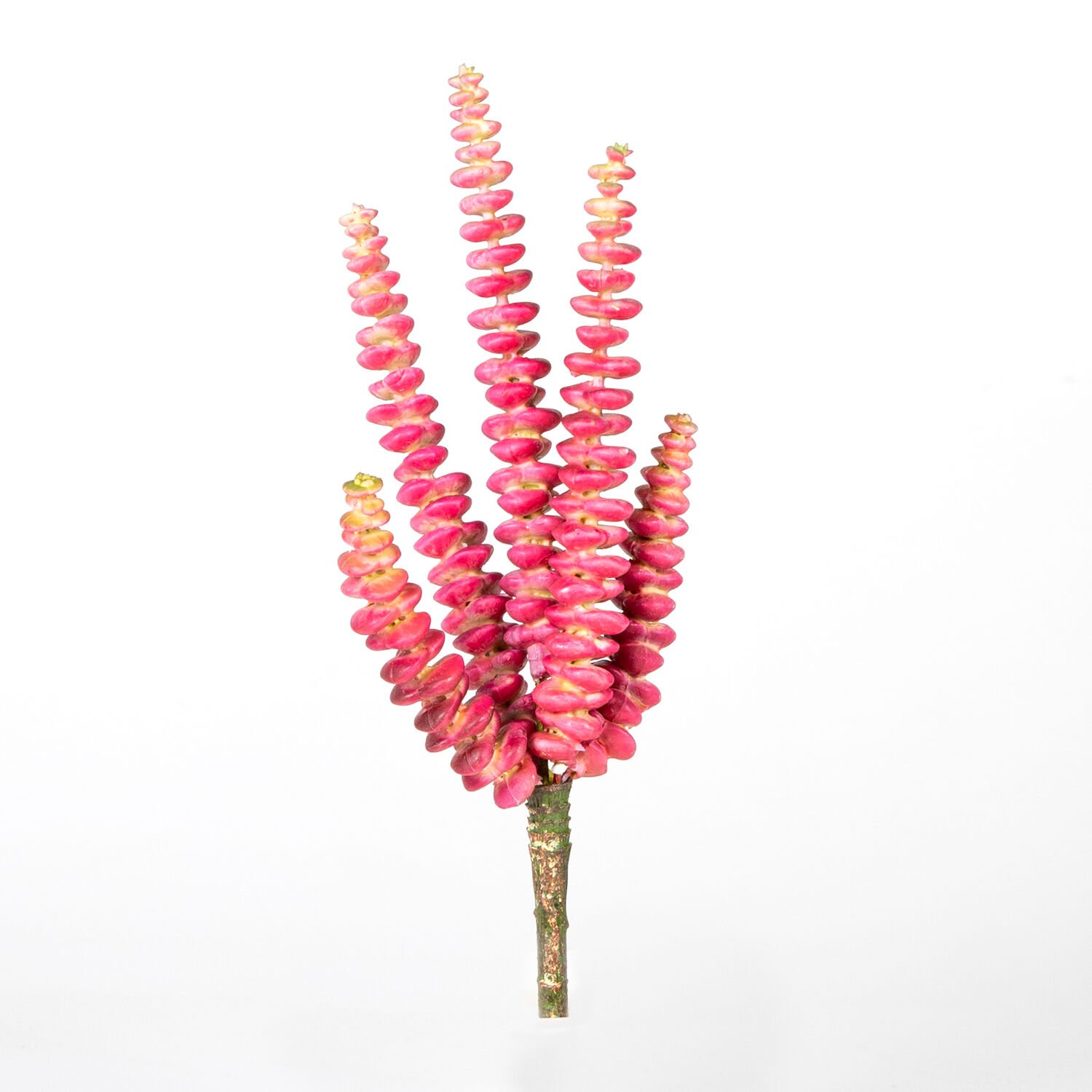 Yapay Kaktüs Sukulent -Succulent 25 Cm.
