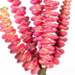 Yapay Kaktüs Sukulent -Succulent 25 Cm.