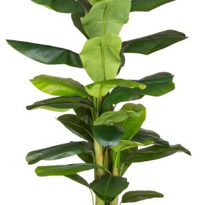 Yapay Muz Ağacı Gerçek Dokulu 38 Yaprak Yeşil 230 Cm.