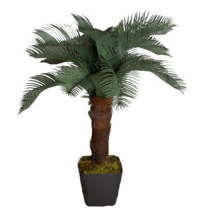 Çikas Ağacı 110 Cm.