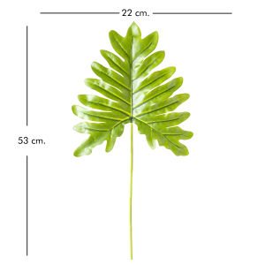 Deve Tabanı Yaprağı 53 Cm.