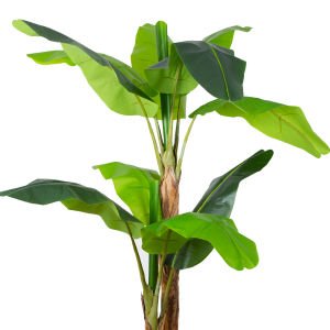 Muz Ağacı Çift Gövde 220 Cm.