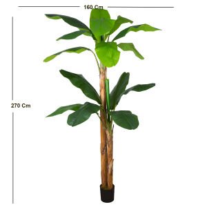 Muz Ağacı Çift Gövde 270 Cm.