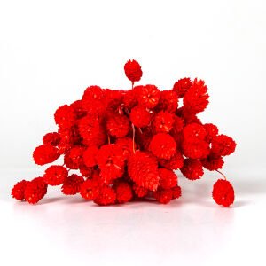 Kuru Bitki Kuş Otu Kırmızı 50 Cm.