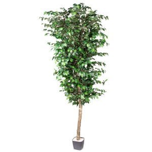 Yapay Ficus Ağacı, Tek Gövde, Yeşil - 225 cm